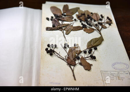 (150522)--NAIROBI, 22. Mai 2015 (Xinhua)--Foto am 21. Mai 2015 zeigt das Exemplar von Prunus Africana am National Museum of Kenya in Nairobi, Kenia. Prunus Africana oder rote Stinkwood ist ein immergrüner Baum, der ursprünglich den montanen Regionen südlich der Sahara und den Inseln Madagaskar, Sao Tome, Fernando Po und Grande Comore. Es wurde als eine bedrohte Art International Union für die Erhaltung der Natur und natürlichen Resources(IUCN) aufgeführt. Am 22. Mai zum internationalen Tag für die biologische Vielfalt mit dem diesjährigen Thema Biodiversität für eine nachhaltige Entwicklung zu Emphasiz zeichnet sich Stockfoto