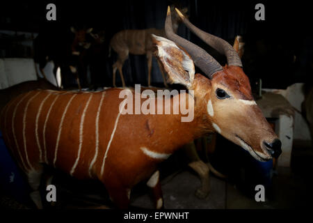 (150522)--NAIROBI, 22. Mai 2015 (Xinhua)--Foto am 21. Mai 2015 zeigt eine Exemplar der östlichen Bongo von Kenia im National Museum of Kenya in Nairobi, Kenia. Der Bongo gehört zu den größten der afrikanischen Wald Antilopenarten. Die östlichen Bongo von Kenia ist nur in einer abgelegenen Region von Zentralkenia in freier Wildbahn gefunden und von der IUCN als vom Aussterben bedroht eingestuft. Am 22. Mai zum internationalen Tag für die biologische Vielfalt mit dem diesjährigen Motto zeichnet, die Biodiversität für eine nachhaltige Entwicklung zu betonen, dass die Menschheit Schicksal hoch mit biologischer Vielfalt verbunden ist. (Xinhua/P Stockfoto