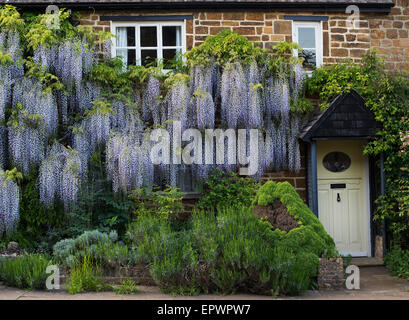 Ferienhaus in Wisteria Floribunda Blumen in Adderbury, Oxfordshire, England abgedeckt Stockfoto