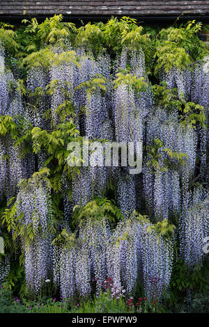 Ferienhaus in Wisteria Floribunda Blumen in Adderbury, Oxfordshire, England abgedeckt Stockfoto