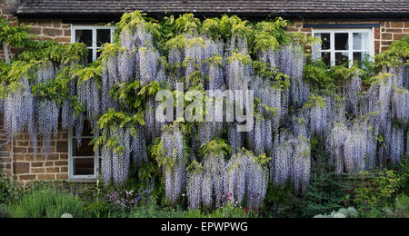 Ferienhaus in Wisteria Floribunda Blumen in Adderbury, Oxfordshire, England abgedeckt Stockfoto