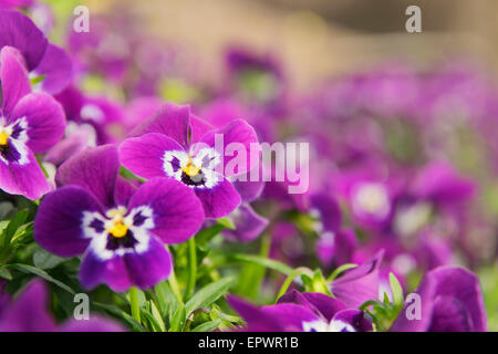 Bild von mehreren Stiefmütterchen in einem Blumenbeet Stockfoto