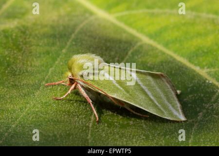 Grün Silber-Linien Moth - Pseudoips prasina Stockfoto