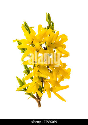 Blühende Forsythien. Frühlingsblumen, die isoliert auf weißem Hintergrund Stockfoto