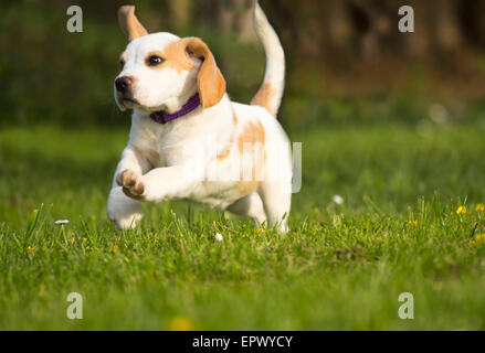 Süße Beagle Welpen laufen auf dem Rasen. Stockfoto