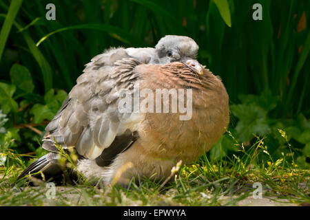 Junge Junge gemeinsame Ringeltaube Columba palumbus Stockfoto
