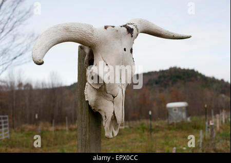 Schädel von Bull Post hängen Stockfoto