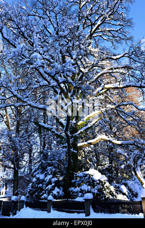 Große Eiche bedeckt in Schnee, Chiemgau, Oberbayern, Deutschland, Europa. Stockfoto