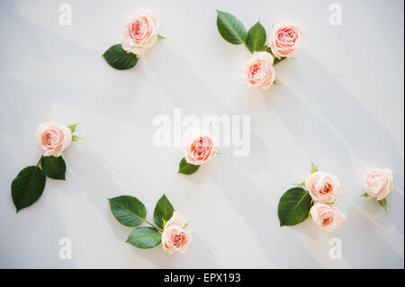 Rosa Rosen auf weißem Hintergrund Stockfoto