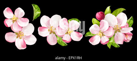 Apfel-Blüten mit grünen Blättern auf schwarzem Hintergrund isoliert. Frühlingsblumen Stockfoto