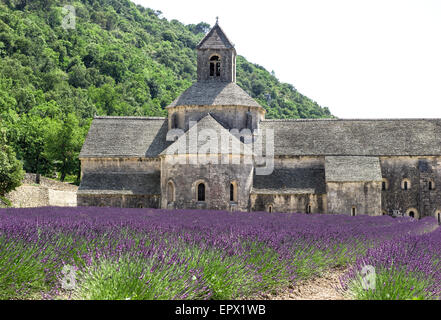 Senanque Abbey mit Lavendelfeld, Wahrzeichen der Provence, Frankreich. Schöne Landschaft mit mittelalterlichen Burg Stockfoto