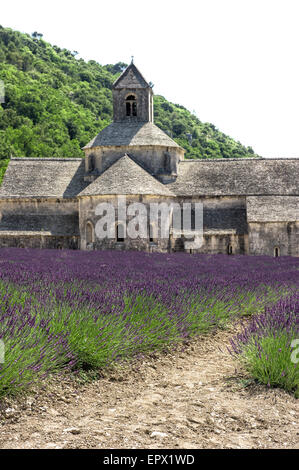 Senanque Abbey mit Lavendelfeld, Wahrzeichen der Provence, Frankreich. Mediterrane Landschaft mit mittelalterlichen Burg Stockfoto