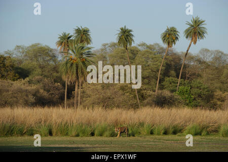 Dominante männliche Königstiger 'Star' zu Fuß vor dem Hintergrund der Palmen im Bereich Rajbagh des Ranthambhore, Indien. Stockfoto