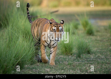 Dominante männliche Tiger 'Star' oder T28, im Bereich Rajbagh des Ranthambhore Tiger Reserve, Rajasthan, Indien. Stockfoto