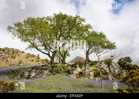 Ein Teppich aus Glockenblumen in Rannerdale mit Whiteless Hecht sichtbar hinter den Bäumen. Stockfoto