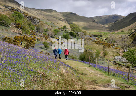 Spaziergänger genießen die Rannerdale Bluebell Walk. Stockfoto