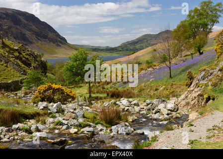 Rannerdale, Cumbria in Glockenblume Saison Stockfoto