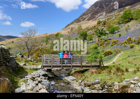 Rannerdale, Cumbria in Glockenblume Saison Stockfoto