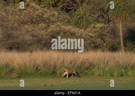 Dominante männliche Tiger 'Star' oder T28 zu Fuß am Rajbagh See in Ranthambhore Tiger Reserve, Rajasthan, Indien. Stockfoto