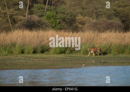 Dominante männliche Königstiger 'Star' oder T28, zu Fuß am Rajbagh See in Ranthambhore, Rajasthan, Indien. Stockfoto