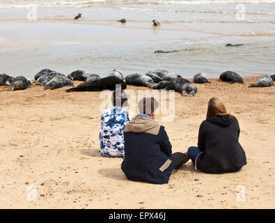 Leute beobachten die Kegelrobben bei Horsey Norfolk. Stockfoto