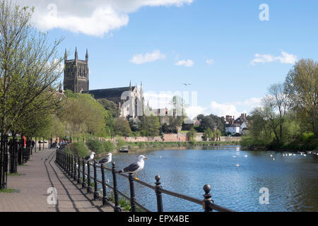 Möwen am Geländer entlang des Flusses Severn in Worcester, mit Worcester Kathedrale im Hintergrund Stockfoto