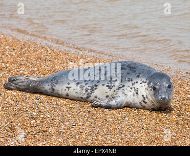 Grey seal Pup. Stockfoto