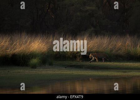 Künstlerische Lebensraum Bild der dominanten männlichen Tiger 'Star' oder T28 zu Fuß am Rajbagh See in Ranthambhore Tiger Reserve, Indien. Stockfoto