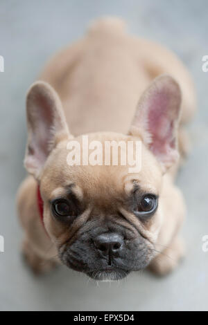 französische Bulldogge Fawn Farbe, 6 Monate alt, betrachtet von oben und untersucht Objektiv Stockfoto