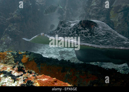 Nahaufnahme eines schwarzen stachelgrauen, schwarz geknotteten (Taeniurops meyeni) auf einem felsigen Riff. Unterwasserfotografie. Stockfoto