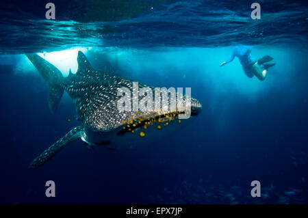 Walhai (Rhincodon typus) mit Schnorchler Stockfoto