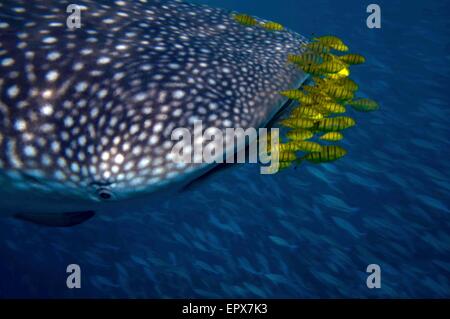 Walhai (Rhincodon Typus) mit gelben Pilot Fisch Stockfoto