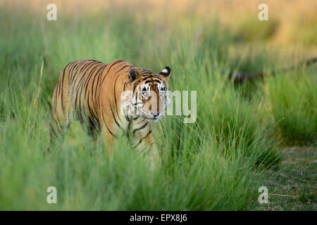 Dominante männliche Bengal Tiger 'Star' oder T28 zu Fuß durch grünen Rasen in Ranthambhore Tiger Reserve, Rajasthan, Indien. Stockfoto