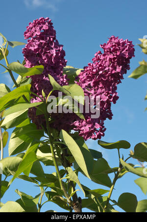 Strauch mit lila Blüten im Frühling blühen Stockfoto