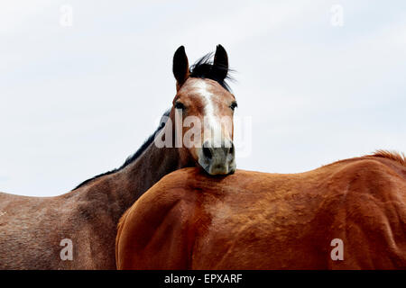 Ein wildes Pferd den Kopf auf ein anderes Pferd ruht Stockfoto