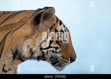 Porträt der dominanten männlichen Tiger 'Star' oder T28 vor dem Hintergrund des Rajbagh-Sees in Ranthambhore Tiger Reserve in der Nähe. Stockfoto