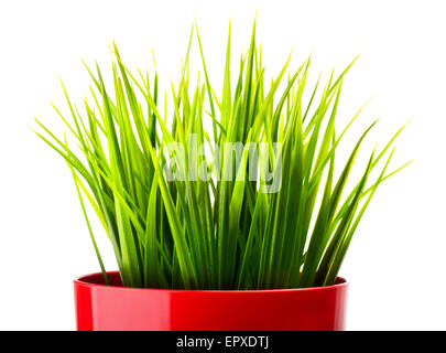 Grüner Rasen in einem roten Topf-Nahaufnahme Stockfoto