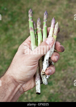Triebe des Spargels in Menschenhand. Stockfoto