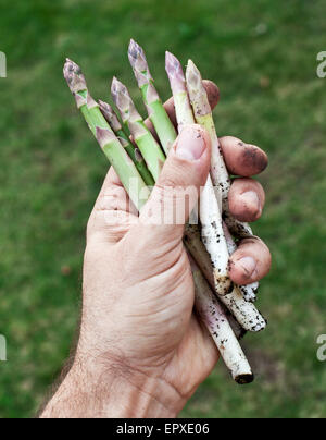 Triebe des Spargels in Menschenhand. Stockfoto