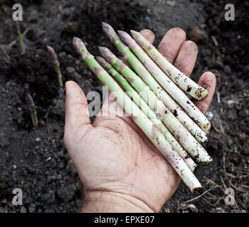 Triebe des Spargels in Menschenhand. Stockfoto
