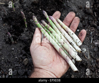 Triebe des Spargels in Menschenhand. Stockfoto