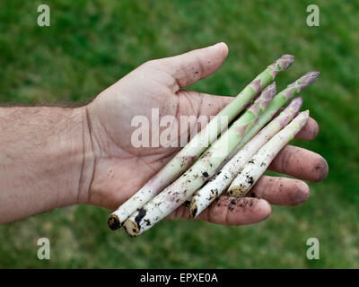 Triebe des Spargels in Menschenhand. Stockfoto