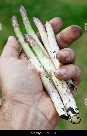 Triebe des Spargels in Menschenhand. Stockfoto