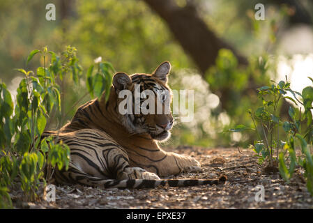 Jugendlichen männlichen Tiger "Pacman" in der Nähe des Rajbagh-Sees in Ranthambhore Tiger Reserve, Indien. Stockfoto