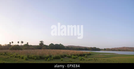 Weitwinkel-Panorama der dominanten männlichen Tiger schlafen 'Star' oder T28 im Bereich Rajbagh des Ranthambhore Tiger Reserve, Indien. Stockfoto