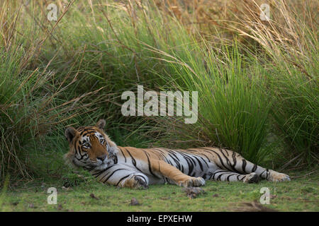 Dominante männliche Tiger 'Star' oder T28 liegen Gras im Rajbagh Bereich des Ranthambhore Tiger Reserve, Rajasthan, Indien. Stockfoto