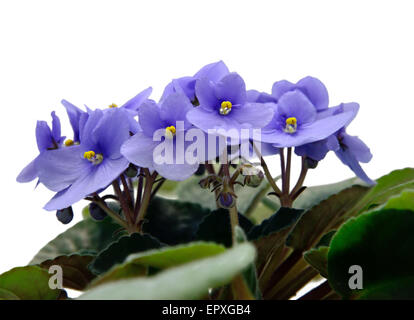 Blumen von Saintpaulia African Violet, isoliert auf weiss Stockfoto