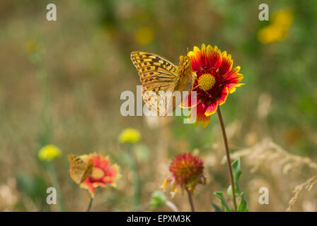 Sommer wilde Feld mit wilden indischen Decke Blumen und Schmetterlingen. Stockfoto
