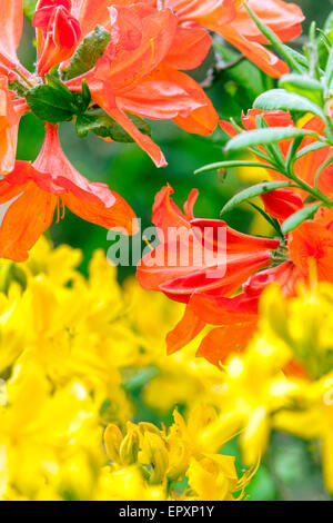 Rhododendron mollis hellrote Blume Stockfoto