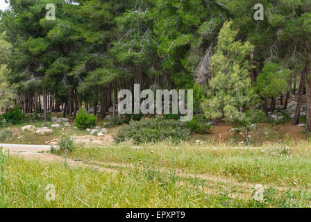 Frühling Pinienwald mit Steinen. Israel. Stockfoto